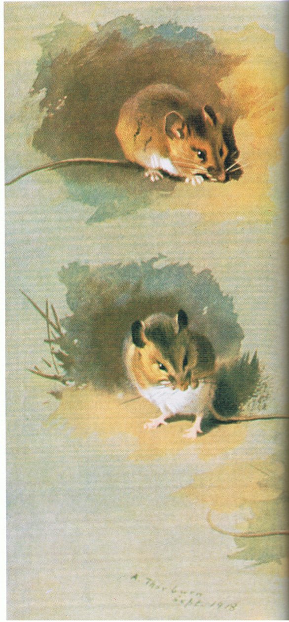 लकड़बग्घा, पब। बुक क्लब एसोसिएट्स, 1972 द्वारा द्वारा आर्चीबाल्ड थोरबर्न
