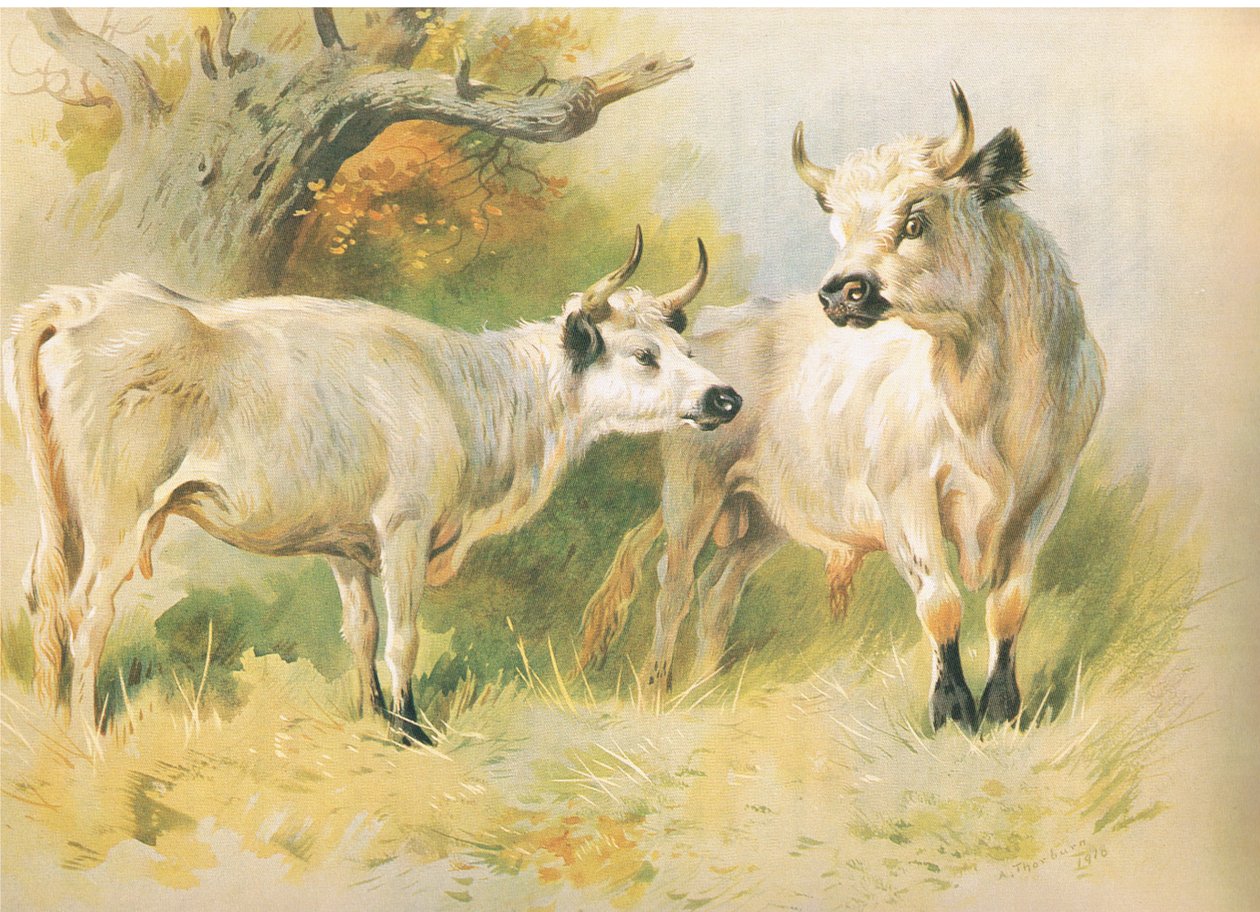 जंगली मवेशी द्वारा आर्चीबाल्ड थोरबर्न