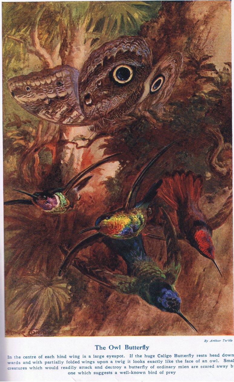 द उल्लू बटरफ्लाई, कैसेल, लंदन, 1914 द्वारा प्रकाशित &39;वंडर्स ऑफ लैंड एंड सी&39; से चित्रण द्वारा आर्थर ट्विडल