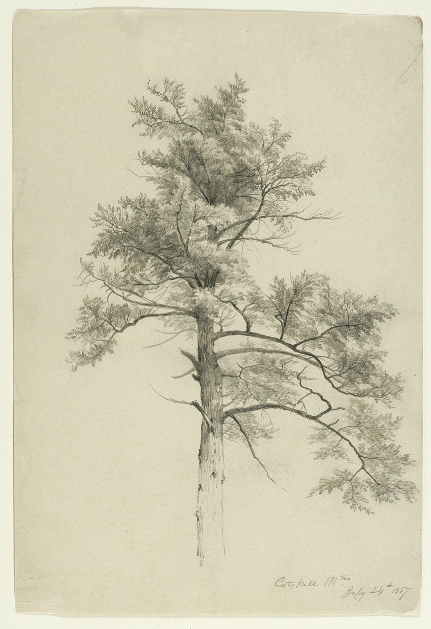 ट्री स्टडी, कैट्सकिल पर्वत, न्यूयॉर्क, 1857 (बेज पेपर पर ग्रेफाइट) द्वारा एशर ब्राउन डूरंड