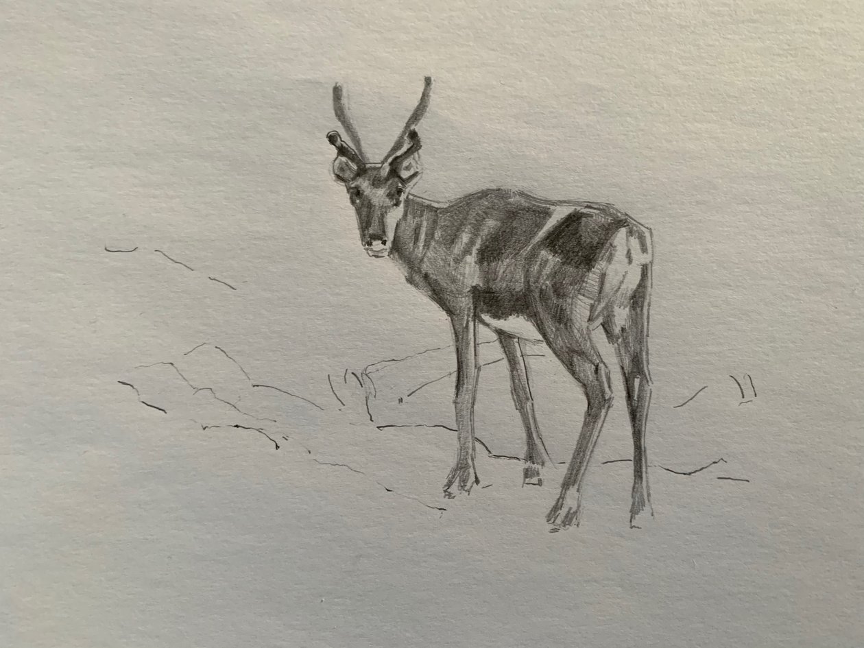 हिरन, 2019 द्वारा बारबरा हूगेवीजेन