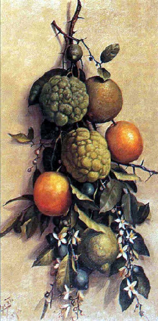 FruitnPortugues: फ्रूटासन द्वारा बेनेडितो कैलिक्सो