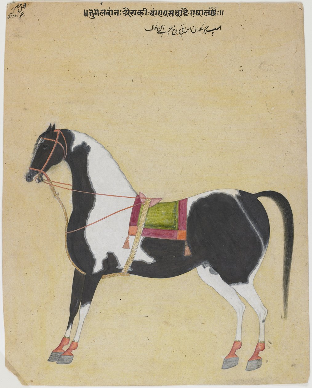 द स्टैलियन जुकलंदन ऐरागी, c.1730 (कागज पर अपारदर्शी wc) द्वारा भवानी दास