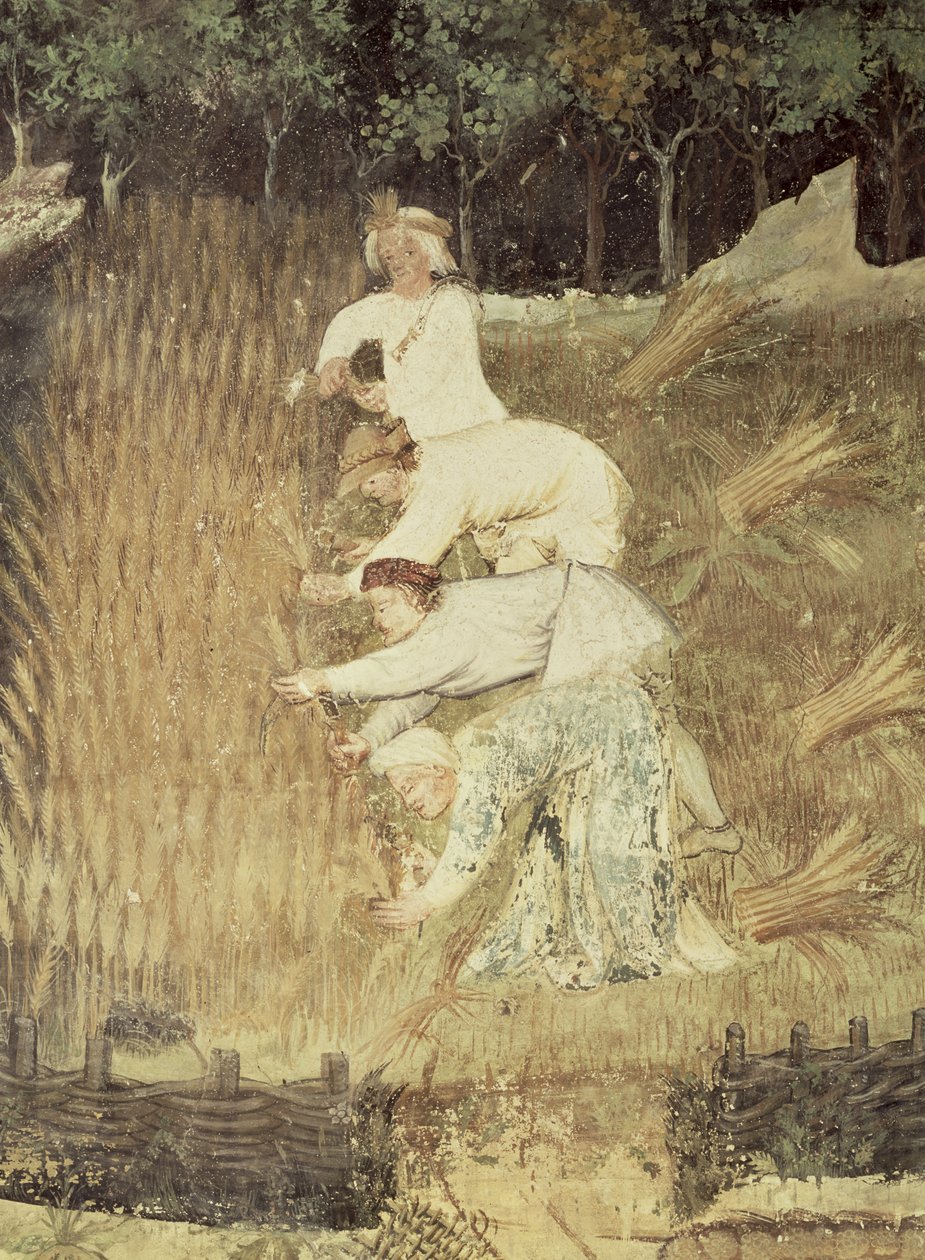 अगस्त का महीना, फसल का विस्तार, c.1400 द्वारा बोहेमियन स्कूल
