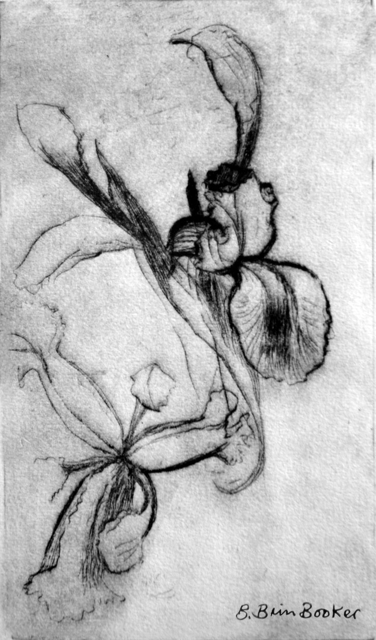 Irises (ड्राईपॉइंट) द्वारा ब्रेंडा ब्रिन बुकर