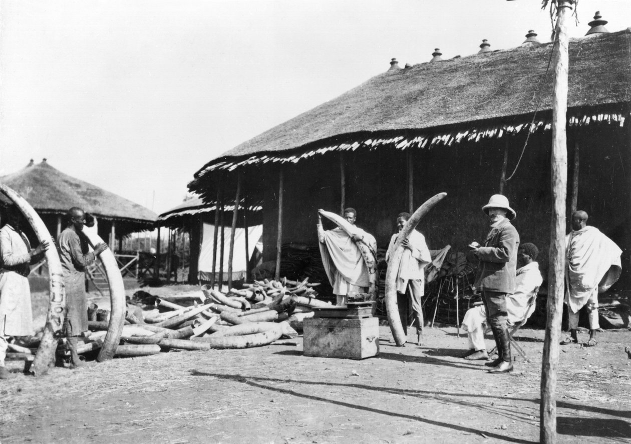 एडिस अबाबा, इथियोपिया में आइवरी के गोदाम, c.1900 (bw फोटो) द्वारा सी। चुसेउ फ्लेविंस