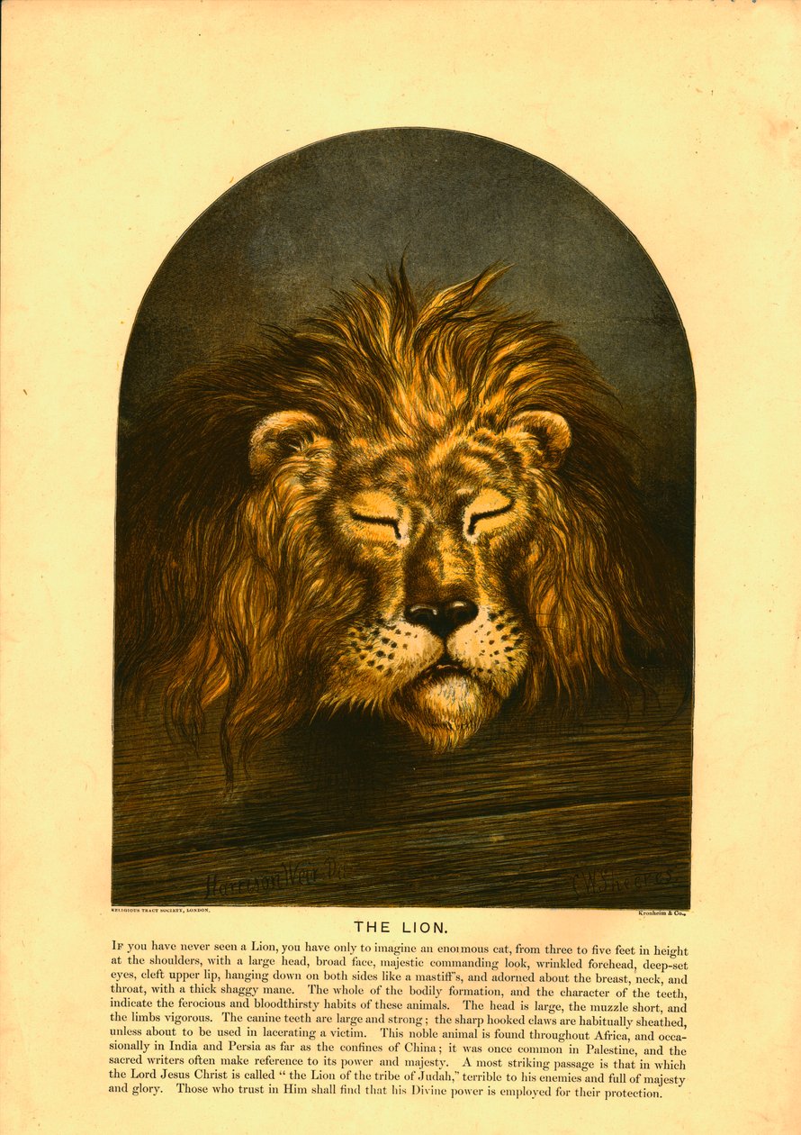 'शेर' द्वारा सी शीरेस