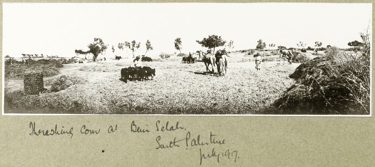 बेनी सेला पर थ्रेसिंग मकई, जुलाई 1917 द्वारा कैप्टन। आर्थर रोड्स