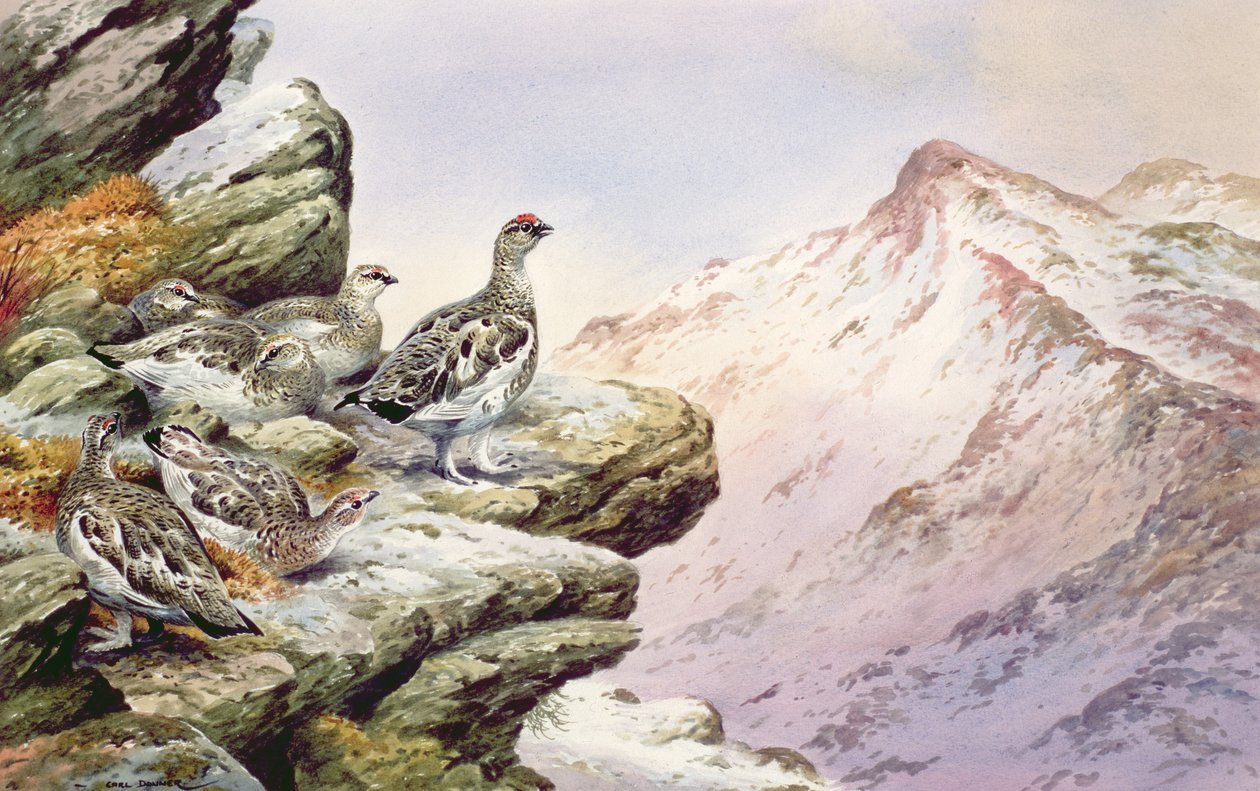 उच्च शीर्ष पर Ptarmigan द्वारा कार्ल डोनर