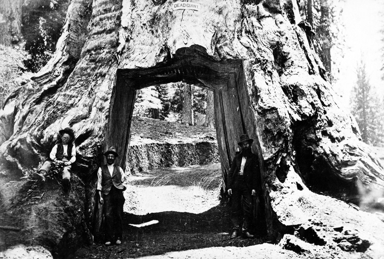 वावोना ट्री, c.1890 द्वारा चार्ल्स रोसको सैवेज