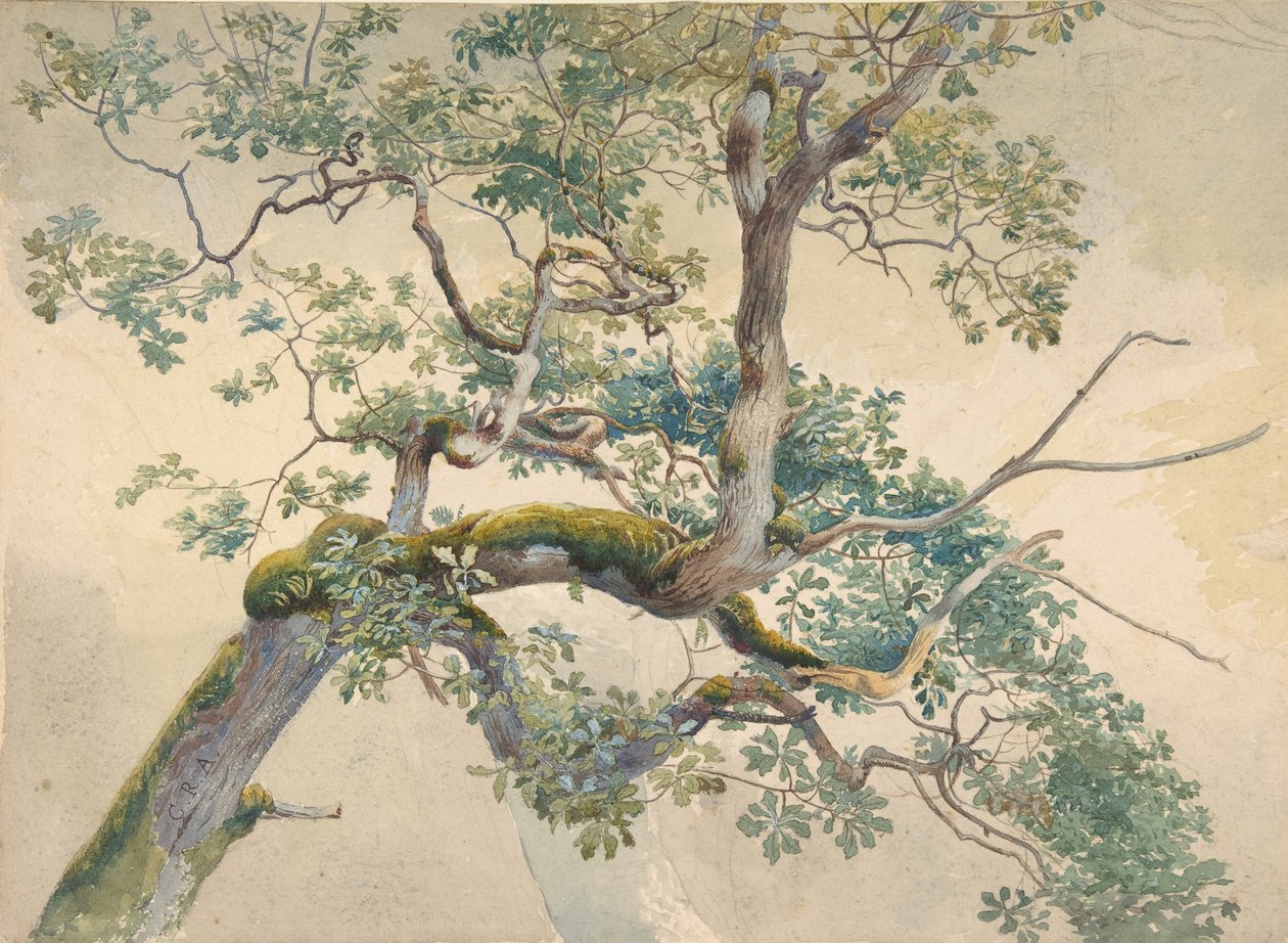 पेड़ की शाखाएँ, 1852-1908। द्वारा चार्ल्स रेजिनाल्ड एस्टन