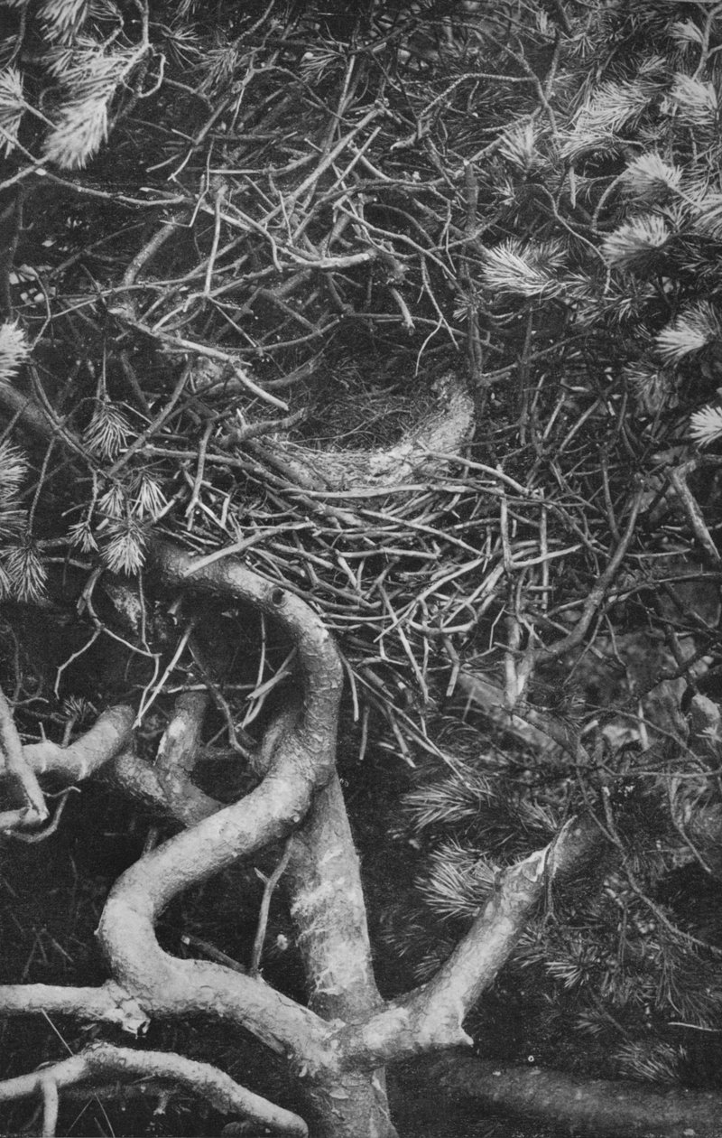 मैगपाई का घोंसला, c1882, 1912 द्वारा चार्ल्स रीड
