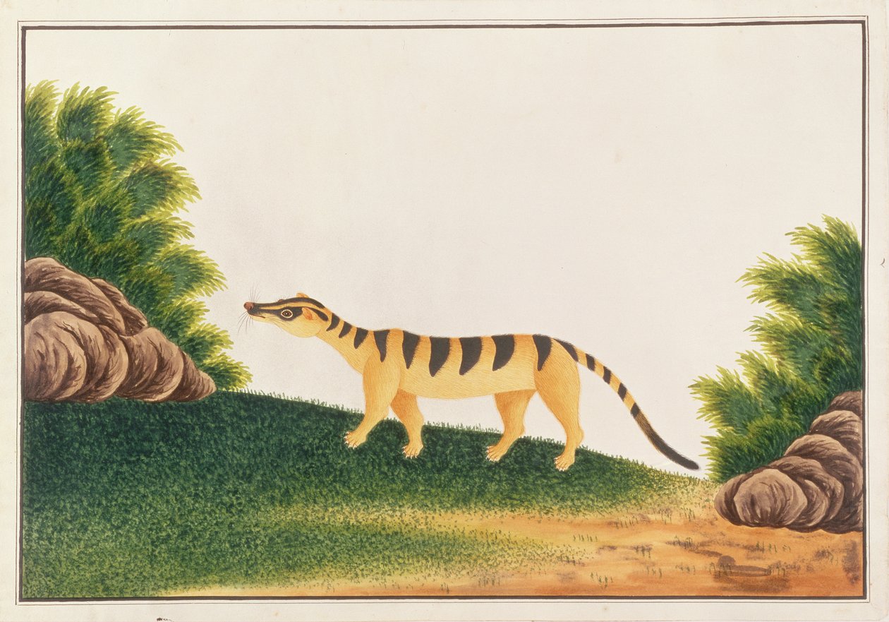 मलक्का से पशु, कीड़े और सरीसृपों के चित्र से बंधी हुई पाम सिवेट, c.1805-18 (कागज पर wc & gouache) द्वारा चीनी स्कूल