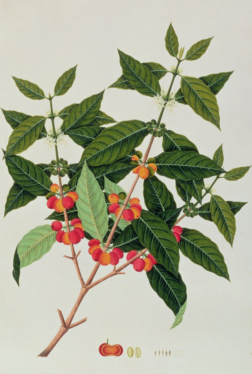 मलक्का से पौधों के चित्र से कॉफी, c.1805-18 (कागज पर wc) द्वारा चीनी स्कूल