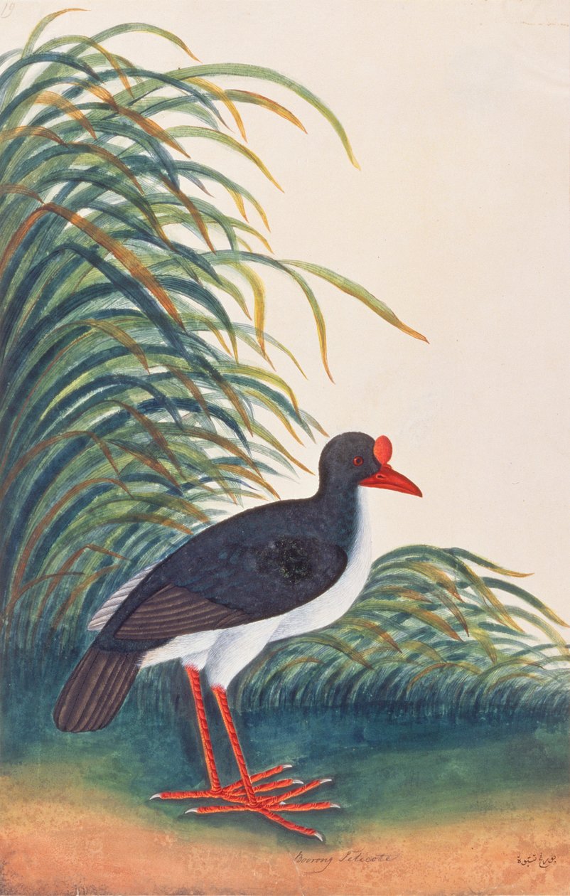 यूरेशियन ओएस्टर्चर, मलक्का से पक्षियों के चित्र, c.1805-18 (कागज पर wc) द्वारा चीनी स्कूल
