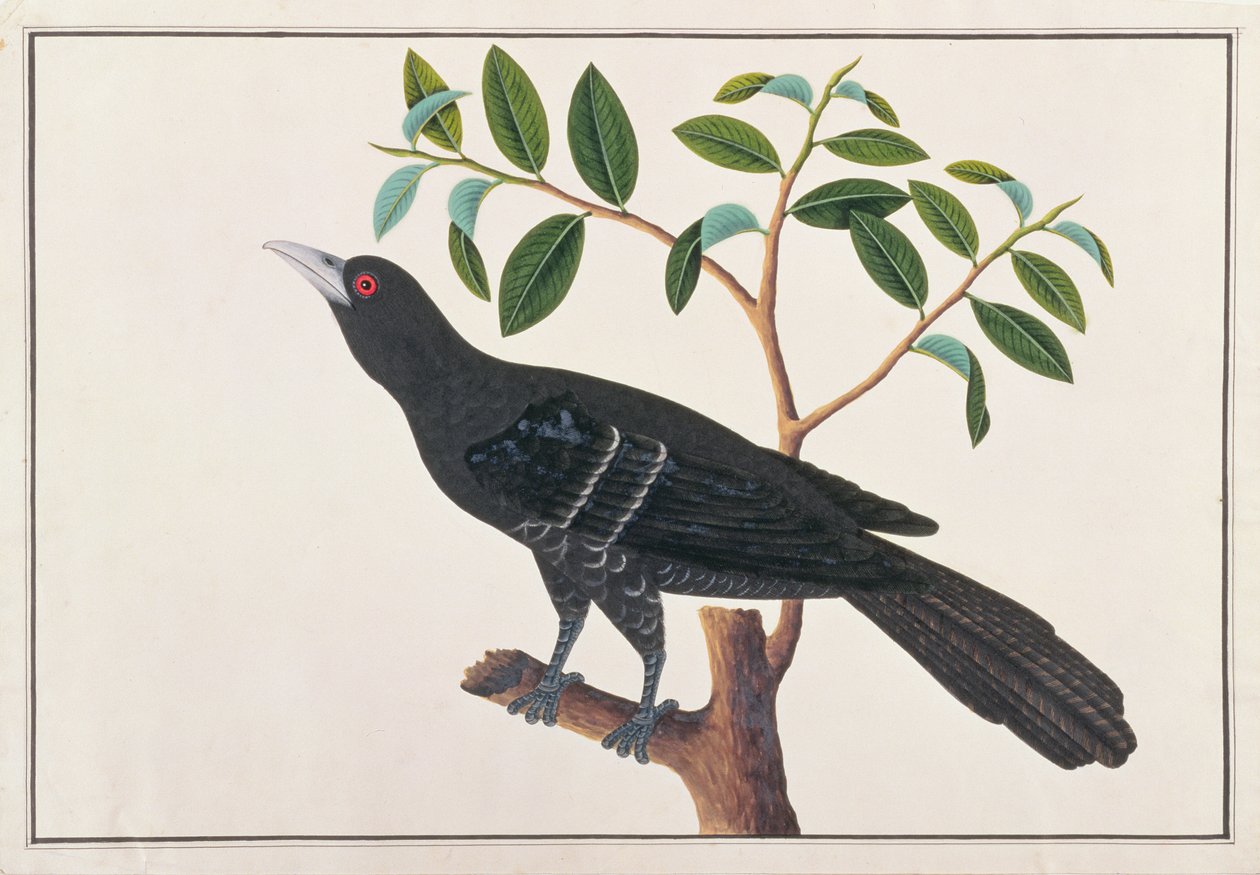 मलक्का से पक्षियों के चित्र से कोएल, c.1805-18 (कागज पर wc) द्वारा चीनी स्कूल