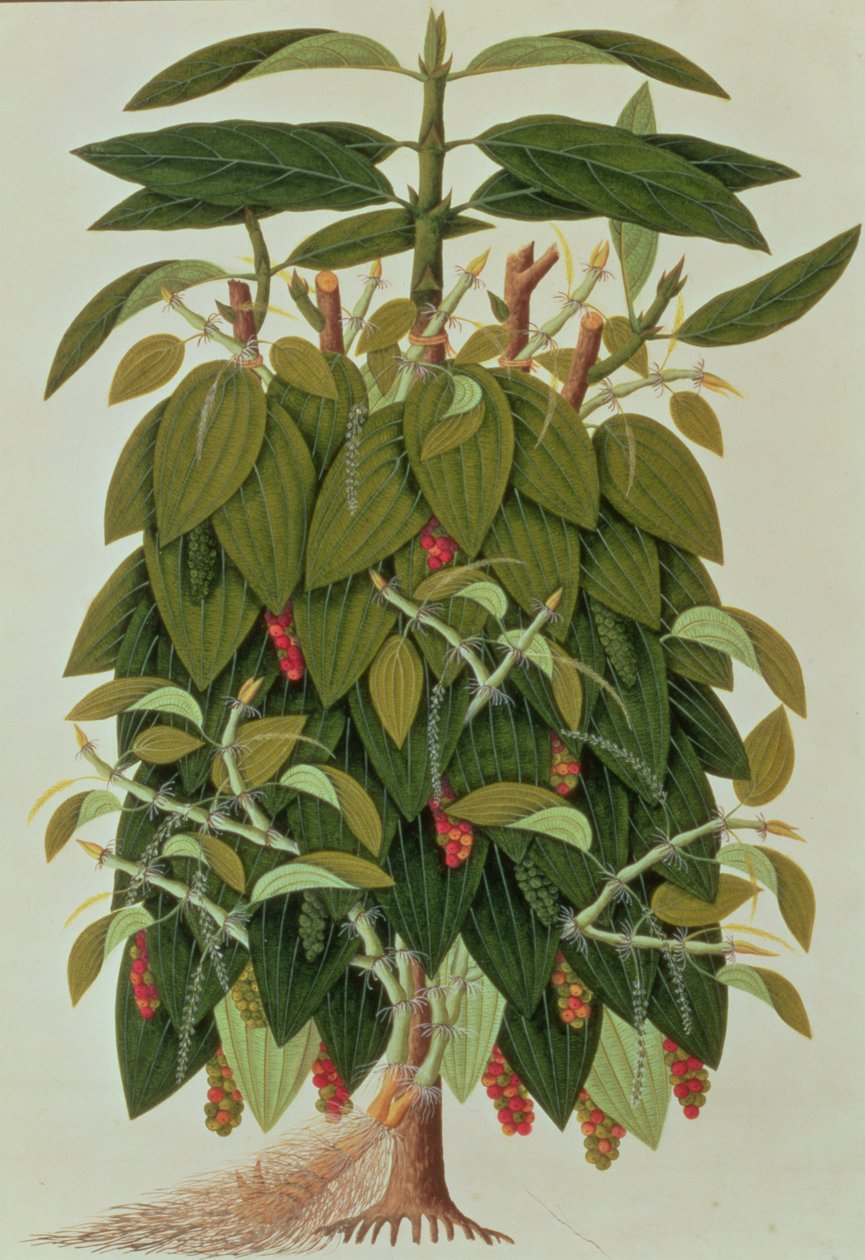 लावा एट्टम या काली मिर्च, मलक्का से पौधों के चित्र से, c.1805-18 (कागज पर wc) द्वारा चीनी स्कूल