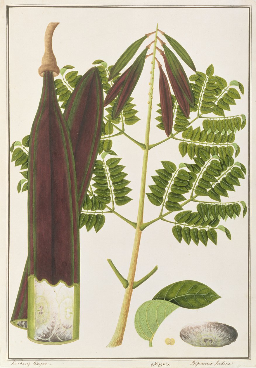 मलाका से पौधों के चित्र से आधी रात का आतंक, c.1805-18 (कागज पर wc) द्वारा चीनी स्कूल