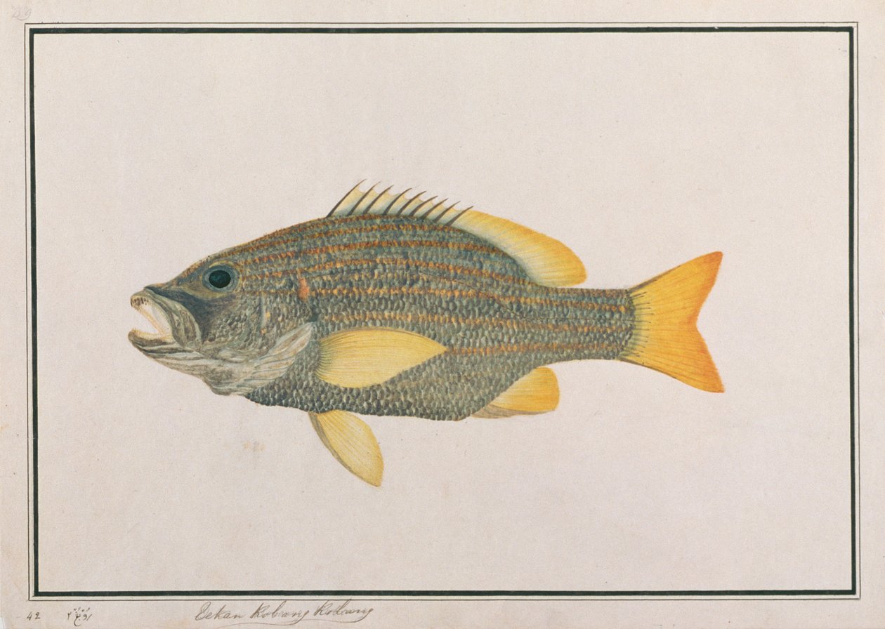मलक्का से मछलियों के चित्र से स्पेनिश ध्वज स्नैपर, c.1805-18 (कागज पर wc) द्वारा चीनी स्कूल