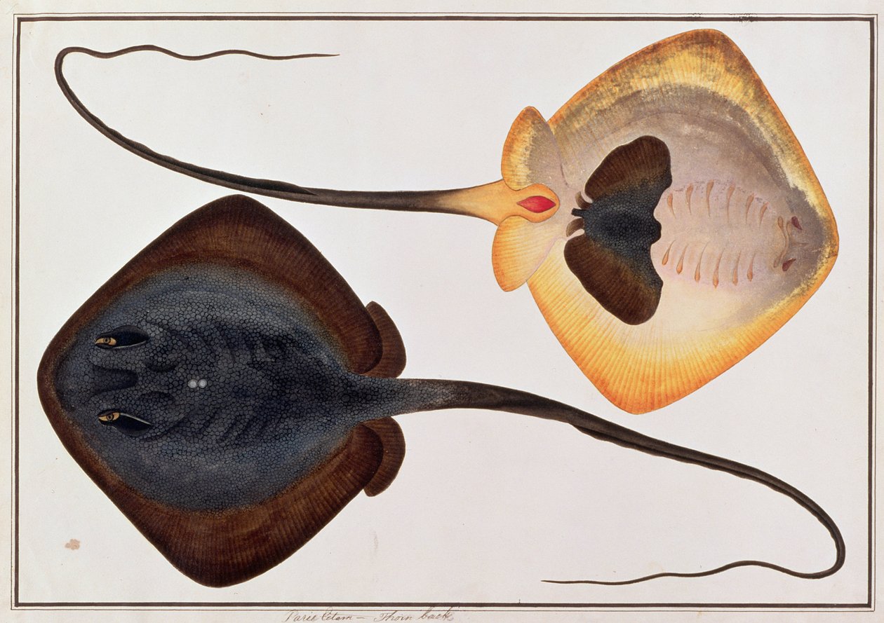 मलाका से मछलियों के चित्र, कांटा बैक मछली, पेरी ईटम, c.1805-18 (कागज पर लिखा) द्वारा चीनी स्कूल