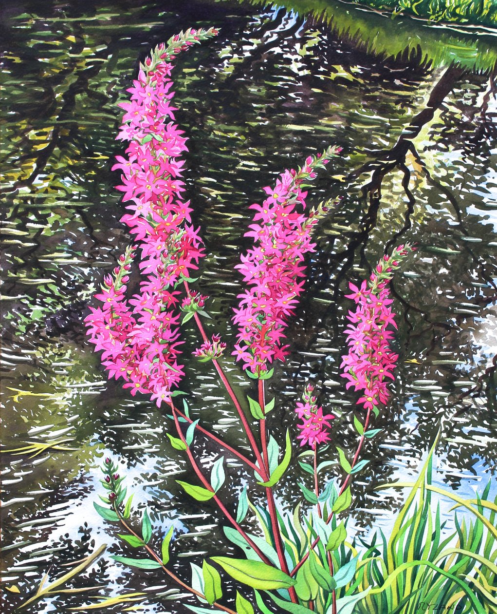 जंगली Loosestrife (कागज पर पानी के रंग) द्वारा क्रिस्टोफर रायलैंड