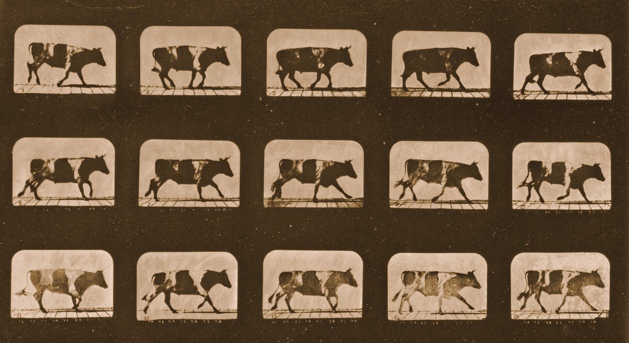 ऑक्स रनिंग, &39;एनिमल लोकोमोशन&39; सीरीज़ की छवि अनुक्रम, c.1881 द्वारा एडवियर्ड मुयब्रिज