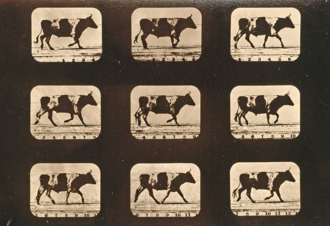 एक ऑक्सी ट्रोटिंग की छवि अनुक्रम, &39;एनिमल लोकोमोशन&39; श्रृंखला, c.1881 द्वारा एडवियर्ड मुयब्रिज