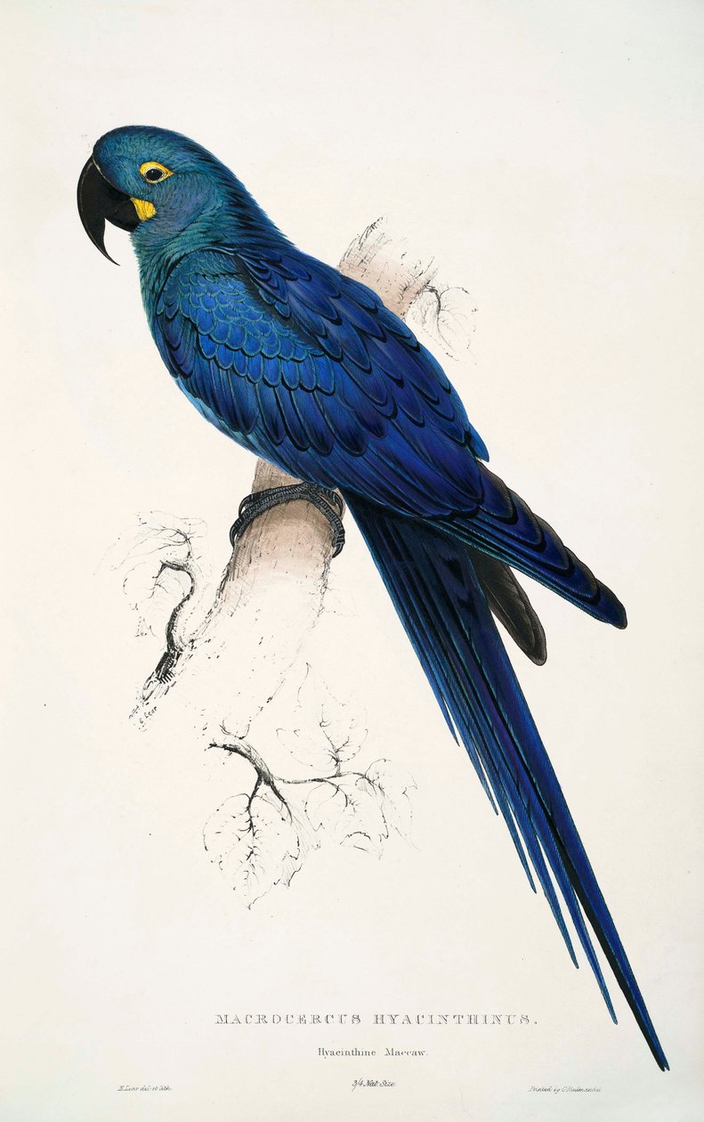 Anodorhynchus leari द्वारा एडवर्ड लीयर