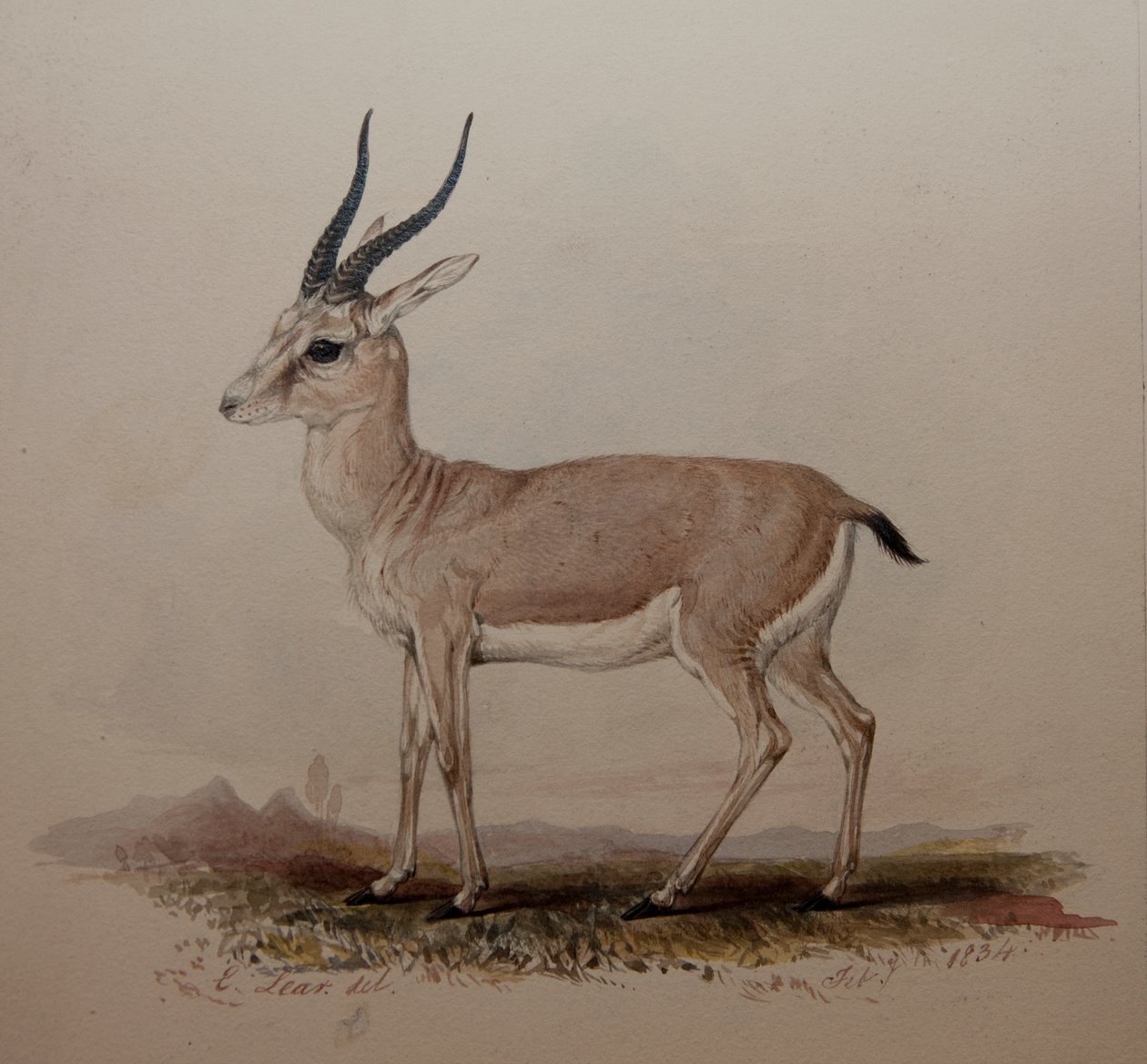 एंटीलोप, 1834 द्वारा एडवर्ड लीयर