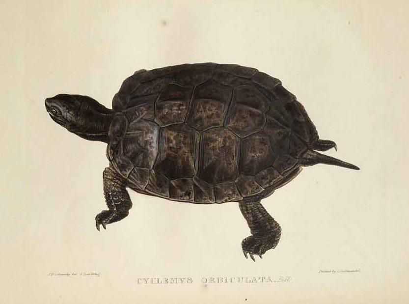 चक्रवात orbiculata द्वारा एडवर्ड लीयर