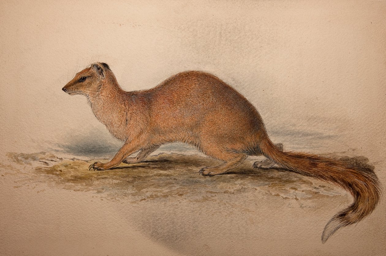 सिनिक्टिस स्टीडमैनआई, सी .1835 द्वारा एडवर्ड लीयर
