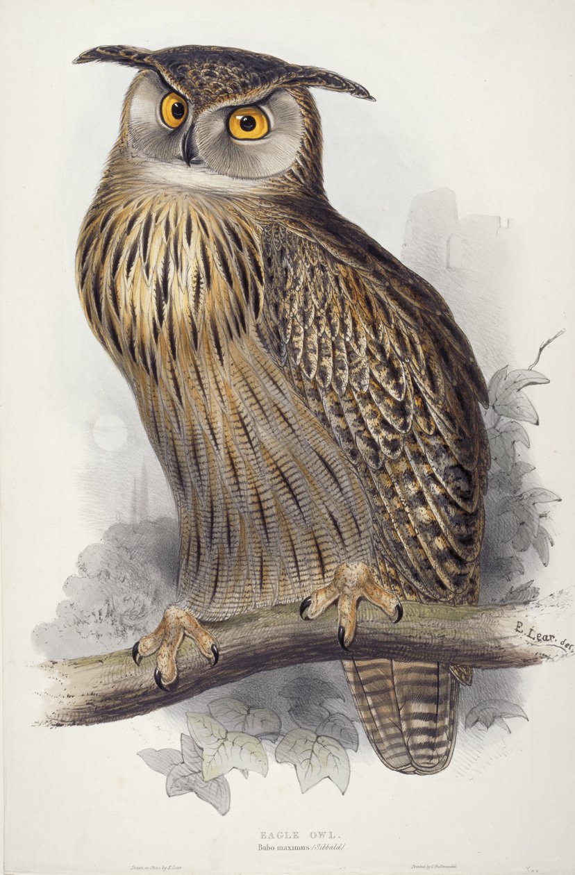 चील उल्लू। बुबो मैक्सिमस, 1832-1837 द्वारा एडवर्ड लीयर