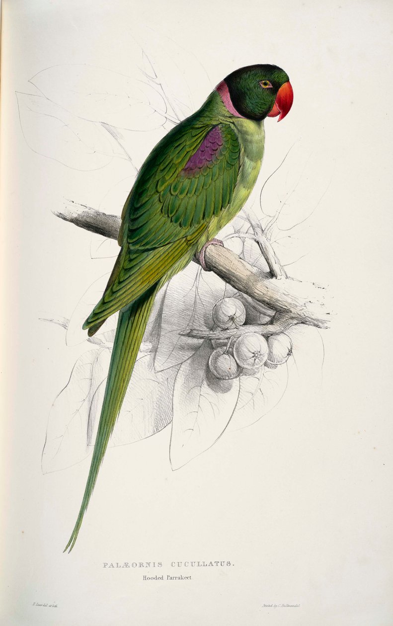 Psittacula eupatria द्वारा एडवर्ड लीयर