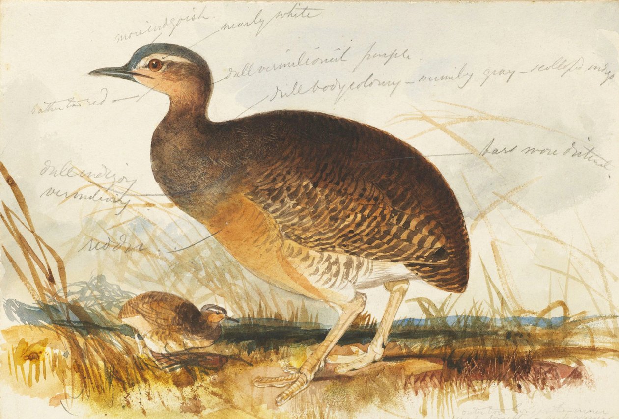marsh hen द्वारा एडवर्ड लीयर