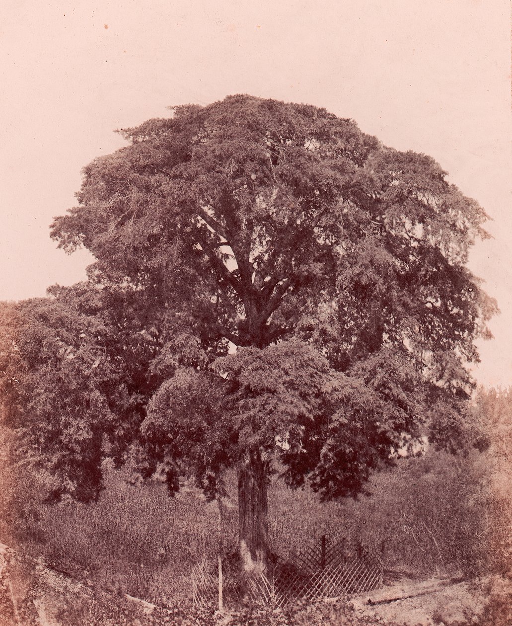 वृक्ष अध्ययन, 1850-53। द्वारा एडवर्ड किंग टेनिसन