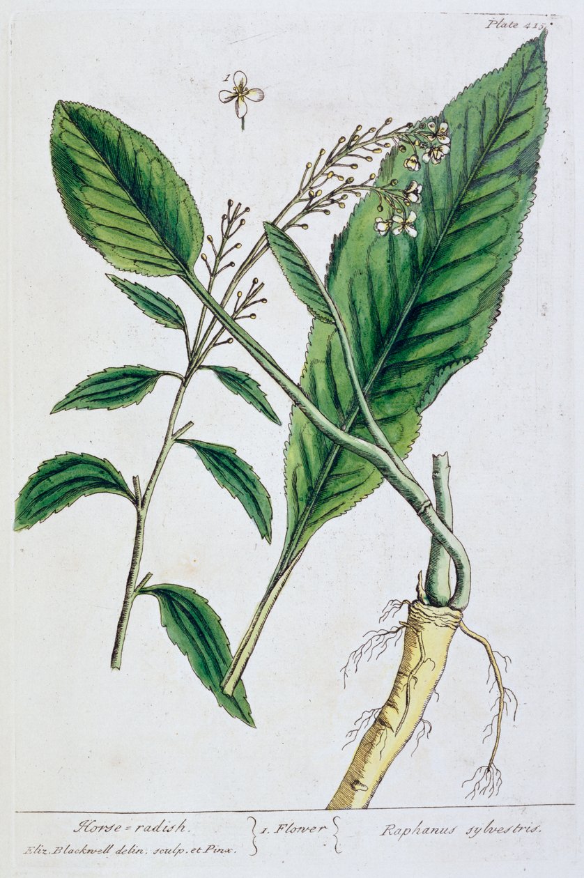 हॉर्सरैडिश, 1782 द्वारा एलिजाबेथ ब्लैकवेल