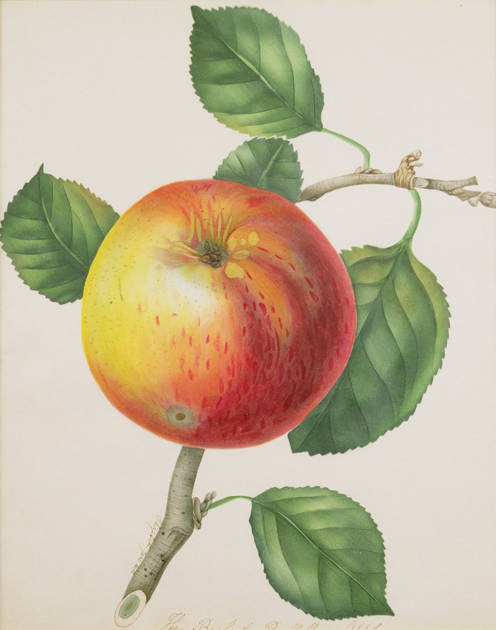 एक Apple, c.1835 (wc) द्वारा एलिजाबेथ जेन हिल