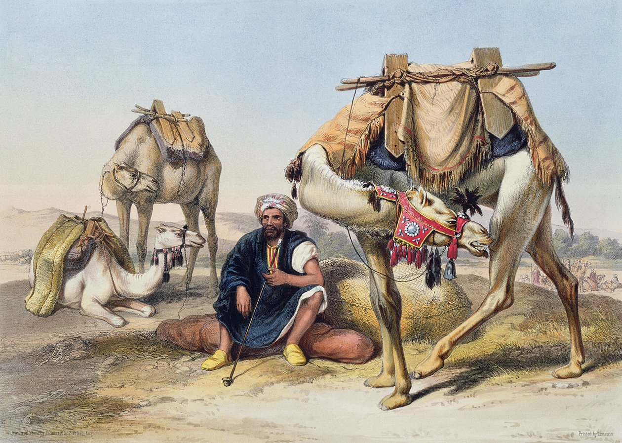 शेरशाह में विश्राम करने वाले ऊंट, गोशेन की भूमि, लेहर्ट, पब द्वारा उत्कीर्ण &39;द वैली ऑफ द नाइल&39; से चित्रण। लेमरसीर द्वारा, 1848 द्वारा एमिल प्रिसे डी'वेनस