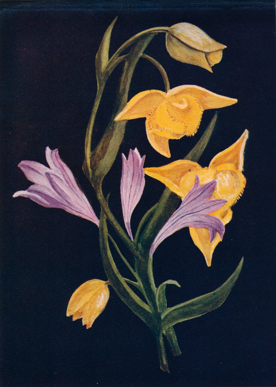 डायोजनीज लालटेन और हार्वेस्ट ब्रोदिया, c1915, 1915 द्वारा एम्मा ग्राहम घड़ी