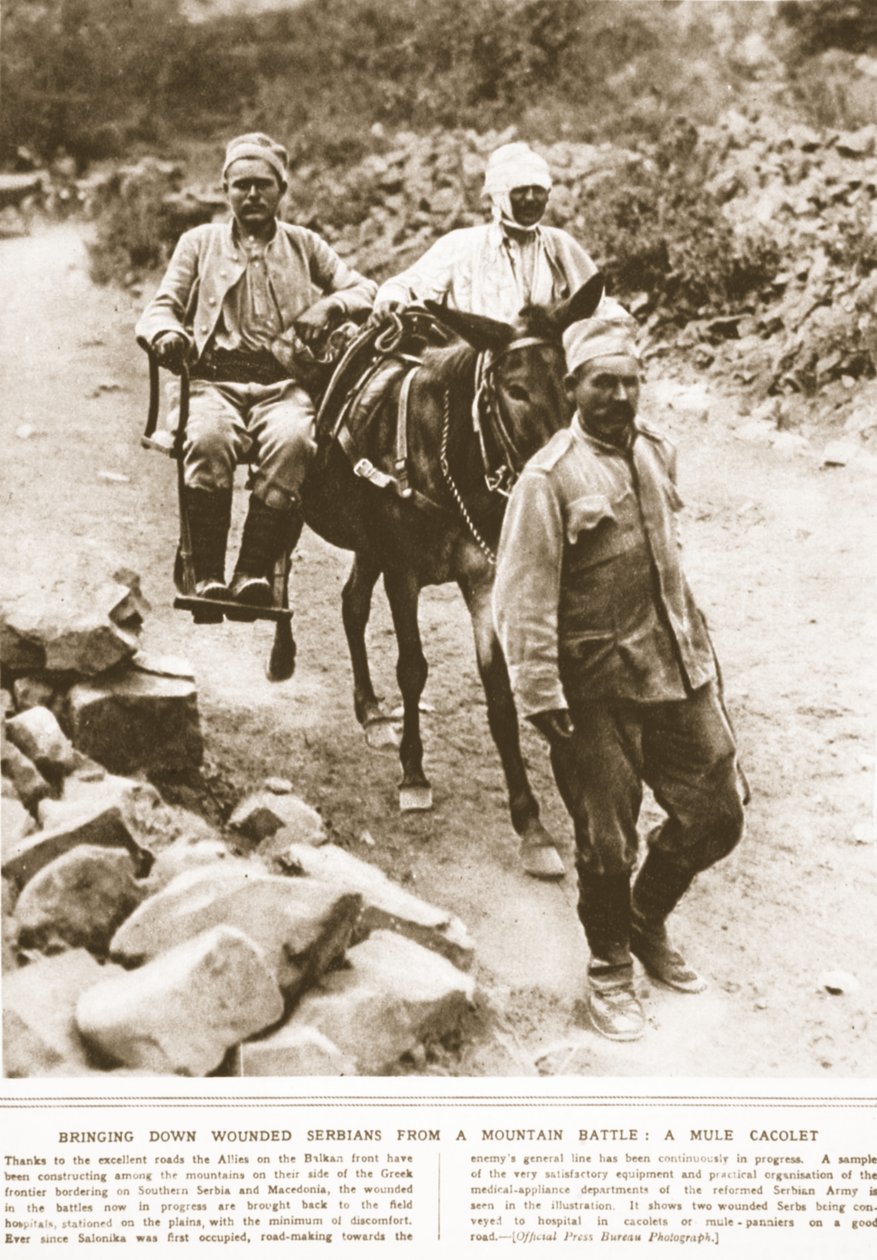 एक पहाड़ की लड़ाई से घायल सर्बियाई को नीचे लाना: एक खच्चर का डकैत, द इलस्ट्रेटेड वॉर न्यूज़ का चित्रण, सितंबर 1916 (सीपिया फोटो) द्वारा अंग्रेजी फोटोग्राफर