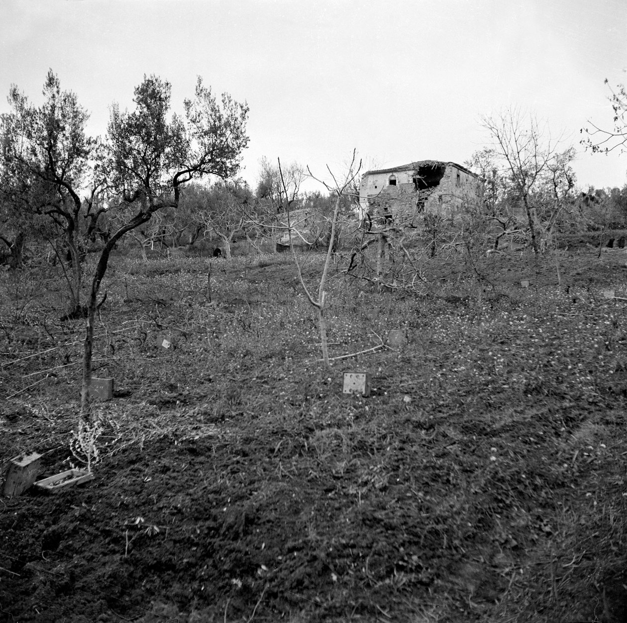 लाइसफील्ड रिज के शीर्ष के पास माइनफील्ड, c.1944 द्वारा अंग्रेजी फोटोग्राफर