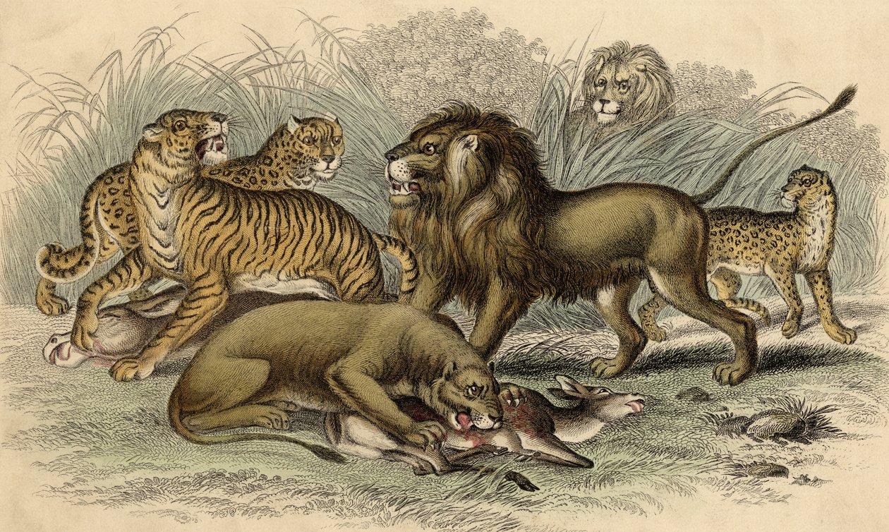 एक एशियाई शेर और शेरनी, एक बंगाल टाइगर, एक तेंदुआ और एक जगुआर द्वारा अंग्रेजी स्कूल