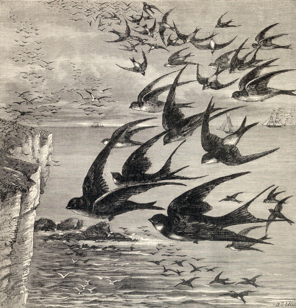 &39;हमारी अपनी पत्रिका&39; से निगल का वार्षिक प्रवास, 1885 में प्रकाशित हुआ द्वारा अंग्रेजी स्कूल