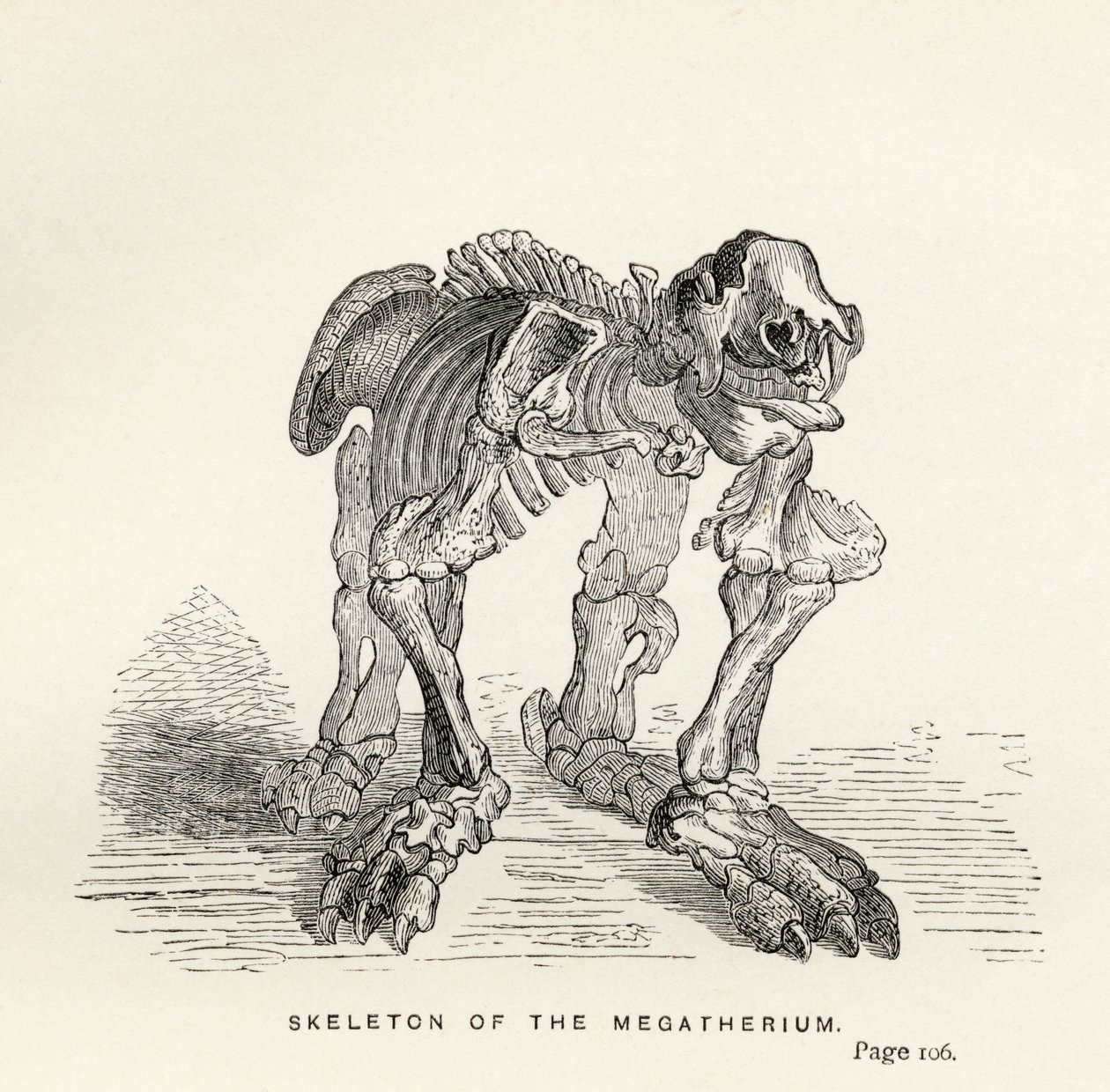 चार्ल्स डार्विन (1809-82) द्वारा &39;जर्नल ऑफ रिसर्च&39; से मेगेटेरियम के कंकाल, लंदन 1890 में प्रकाशित द्वारा अंग्रेजी स्कूल