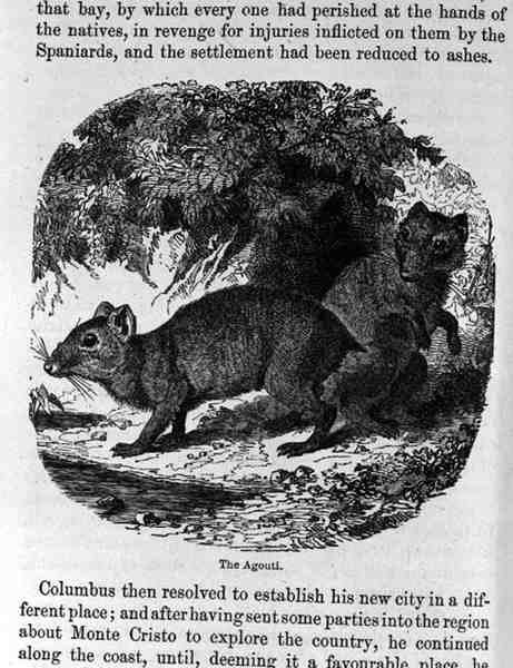 Agouti, सेंटो डोमिंगो पास्ट से और वर्तमान में सैम्युअल हैज़र्ड, पब द्वारा। 1873 द्वारा अंग्रेजी स्कूल