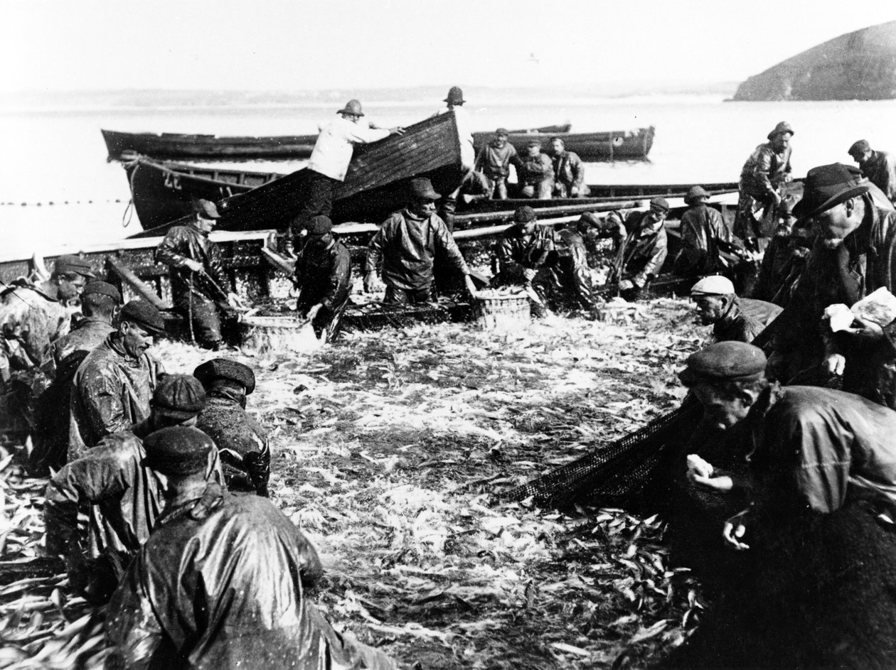 हेरिंग कैच, c.1890 द्वारा अंग्रेजी फोटोग्राफर