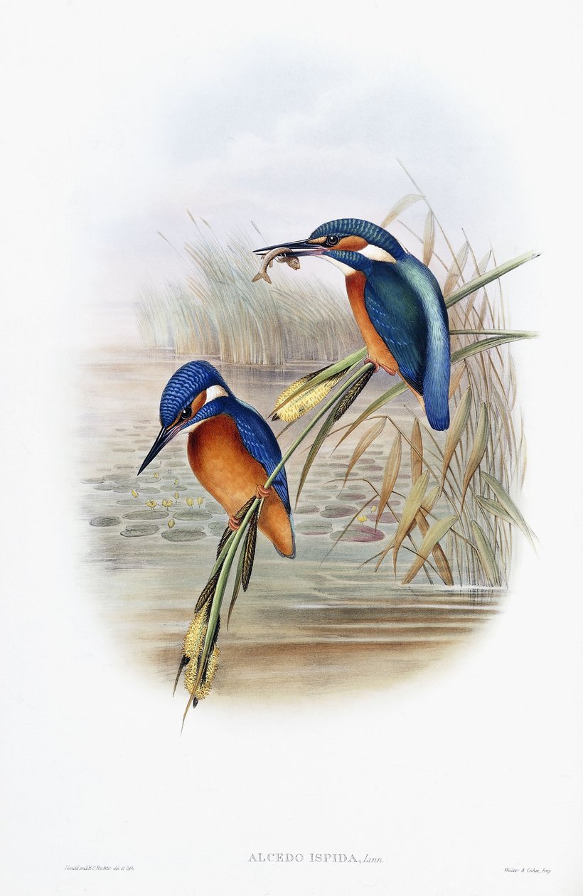 Alcedo Ispida (सामान्य किंगफ़िशर) द्वारा अंग्रेजी स्कूल