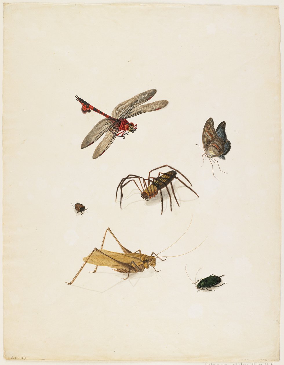 कीड़े, c.1805 (स्याही, wc और ग्रेफाइट कागज पर) द्वारा अंग्रेजी स्कूल