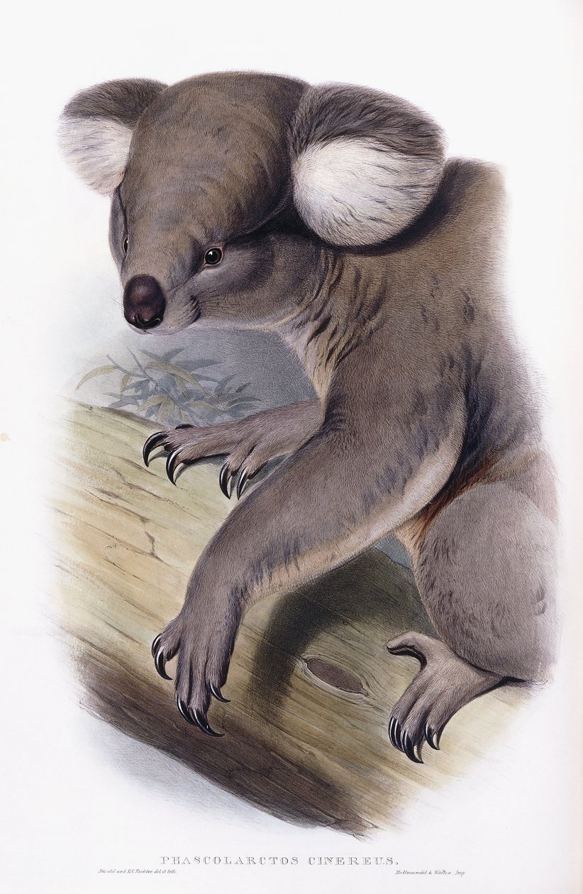 कोअला - फासकोलेक्टोस सिनेरियस, 1845-1863 द्वारा अंग्रेजी स्कूल