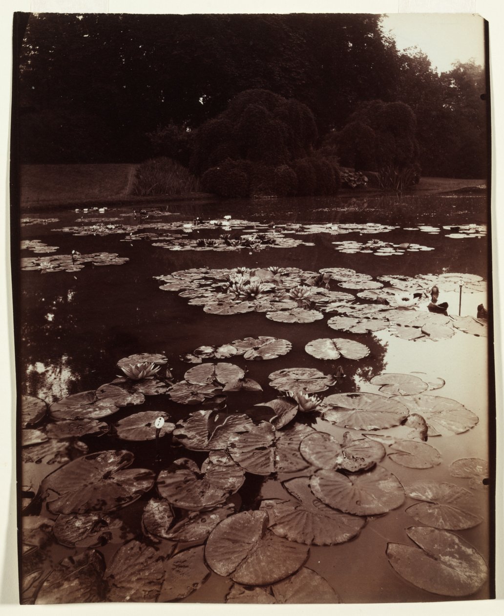 निम्फिका, 1922-1923। द्वारा यूजेन एटगेट